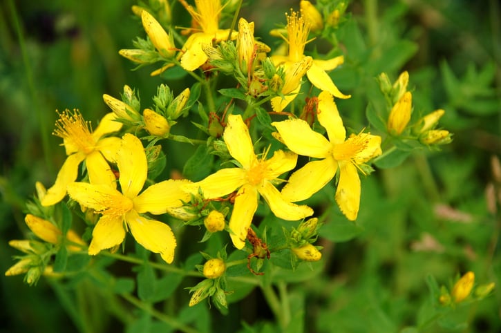 BAPP lab document for St. John's wort brings clarity to analysis of complex botanical