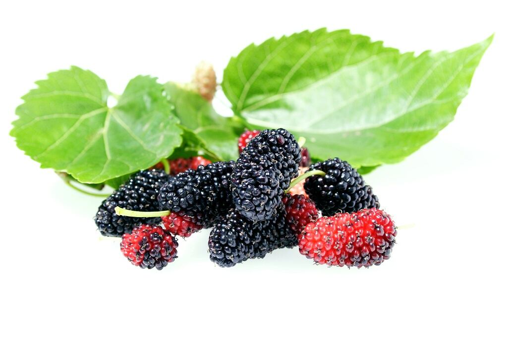 Unilever study finds low-dose mulberry fruit extract impacts glucose spikes