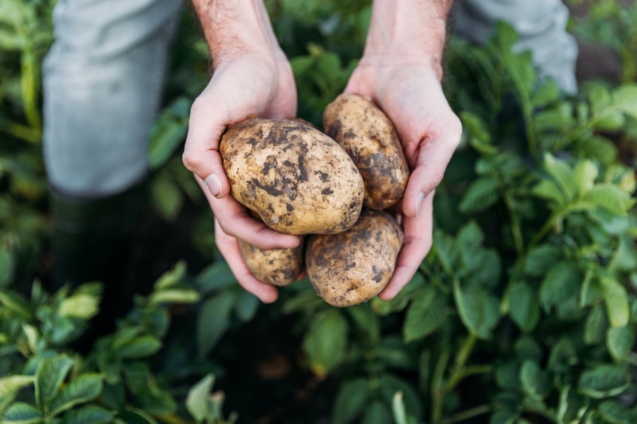 Study advances understanding of prebiotic resistant potato starch for personalized nutrition