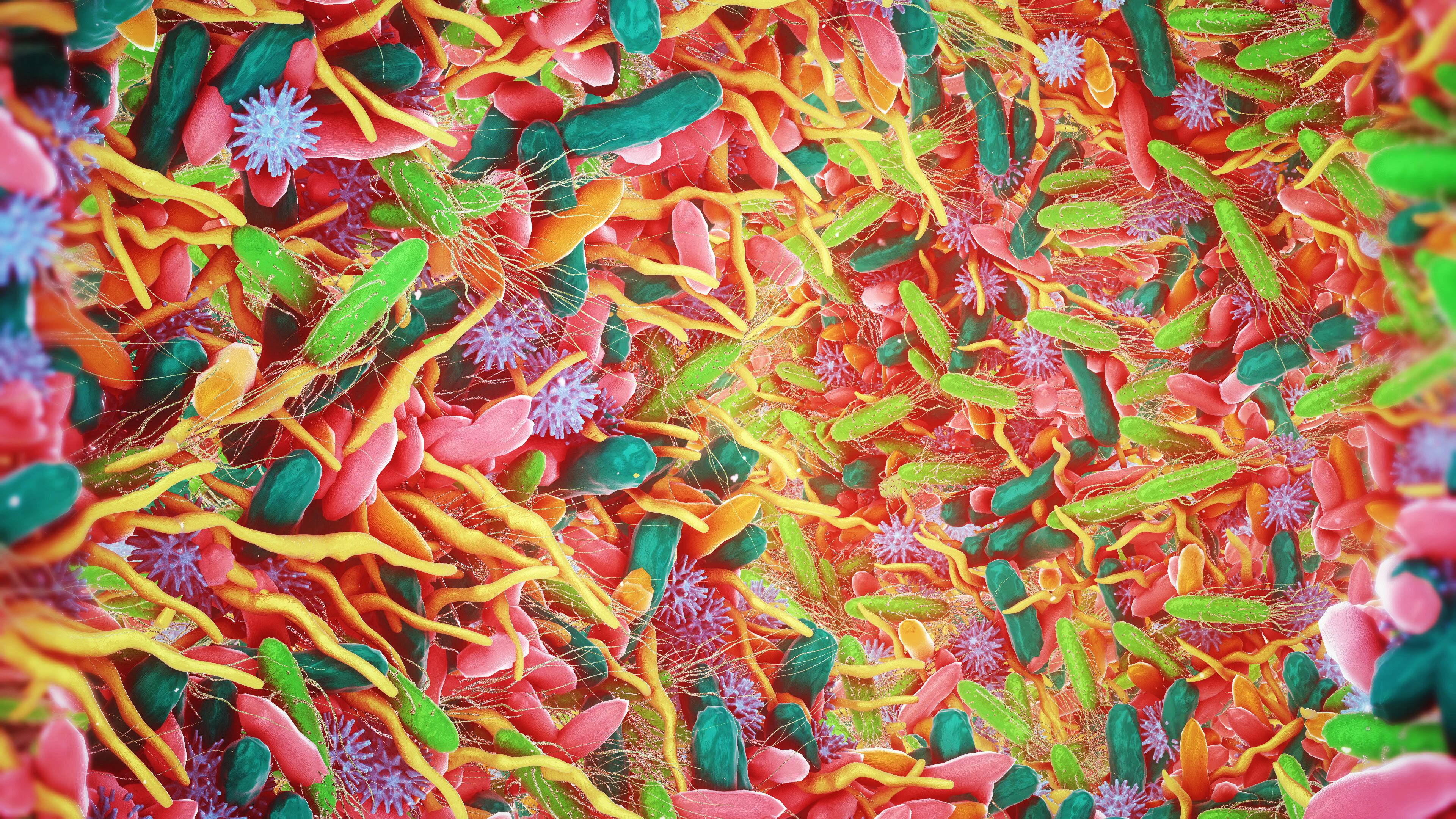‘Hiding in plain sight’: Folate-producing S. thermophilus may impact microbiome ecology