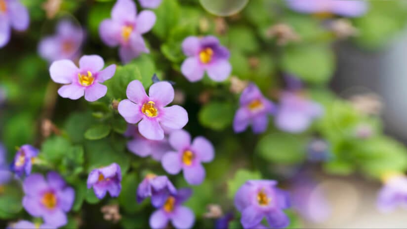 BAPP publishes bacopa bulletin highlighting mislabeling and adulteration  