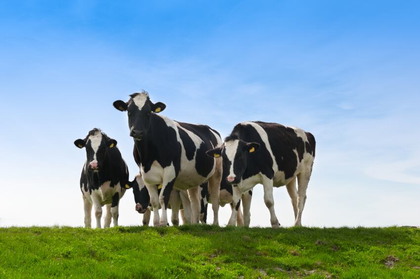 Cows_istock_free.jpg