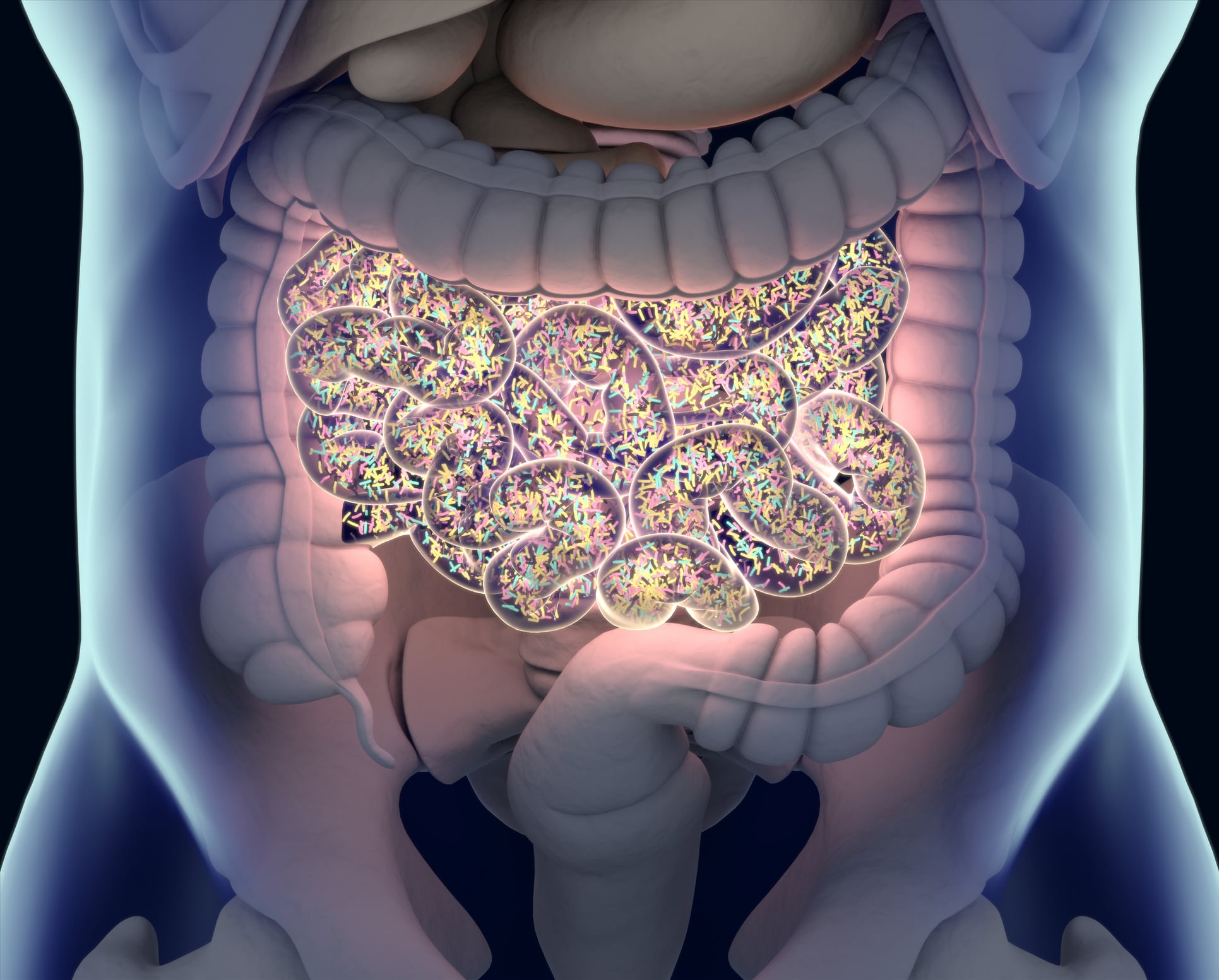Gut bacteria linked to muscle function in the colon, says mice study