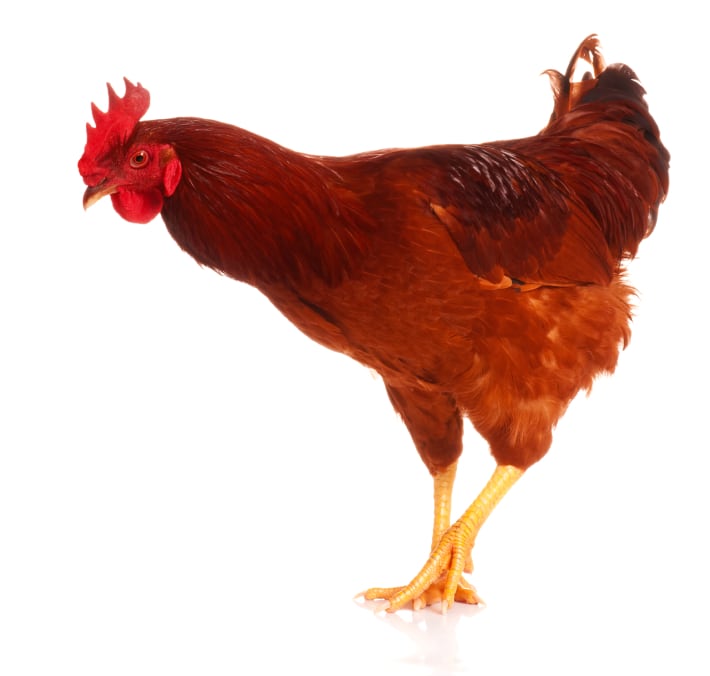 CHICKEN.jpg