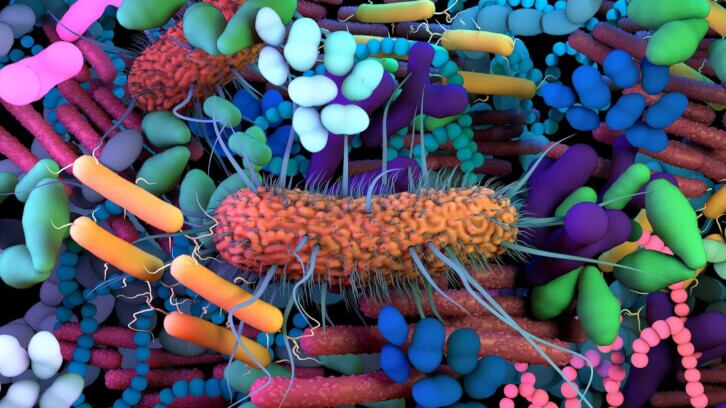 Synbiotics modify immune response through gut microbiota: Study 