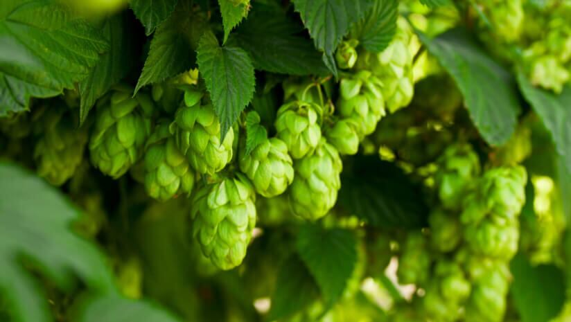 Calocurb and hunger: Hops extract to reduce food cravings for women