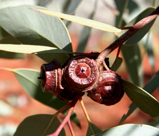 MYRT-Eucalyptus-pachyphylla-6.jpg