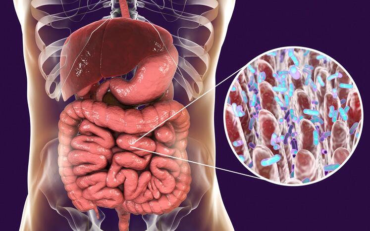 Monkey gut study shines light on ecology’s role in human microbiome