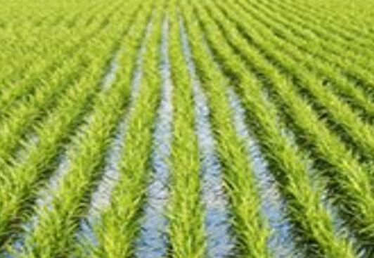 Axiom-CEO-Secure-supply-first-to-market-positioning-boosts-plant-based-protein-offerings.jpg