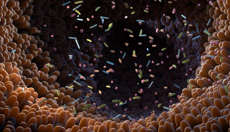 Probiotic blend reduces body fat, BMI: Study