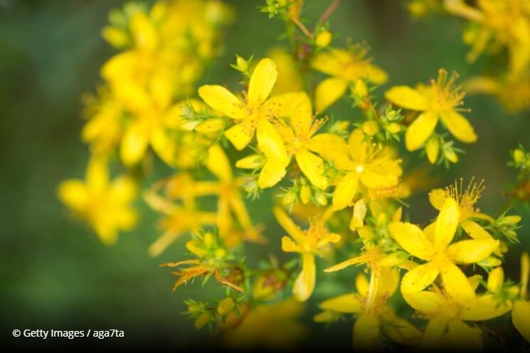 Dutch-authorities-highlight-St.-John-s-wort-supplements-and-tea-effects-on-drug-action.jpg