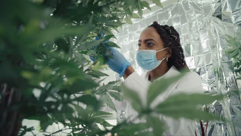 Consumers-look-to-minor-cannabinoids-to-manage-stress.jpg