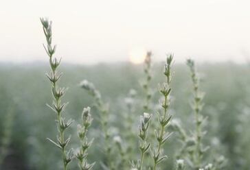 Ahiflower-oil-gets-Health-Canada-foods-approval.jpg