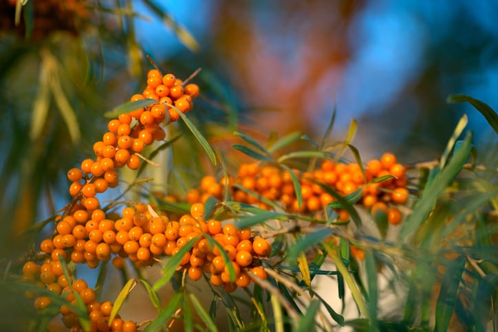 Fermenting-sea-buckthorn-optimises-health-benefits-study.jpg