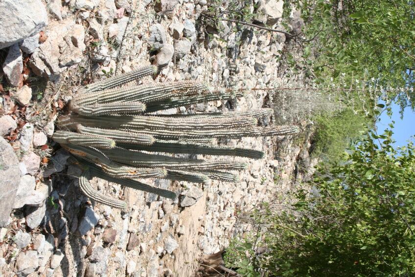 Hoodia-gordonii-Unilever-weight-loss-botanical-iStock.com-Africanway.jpg