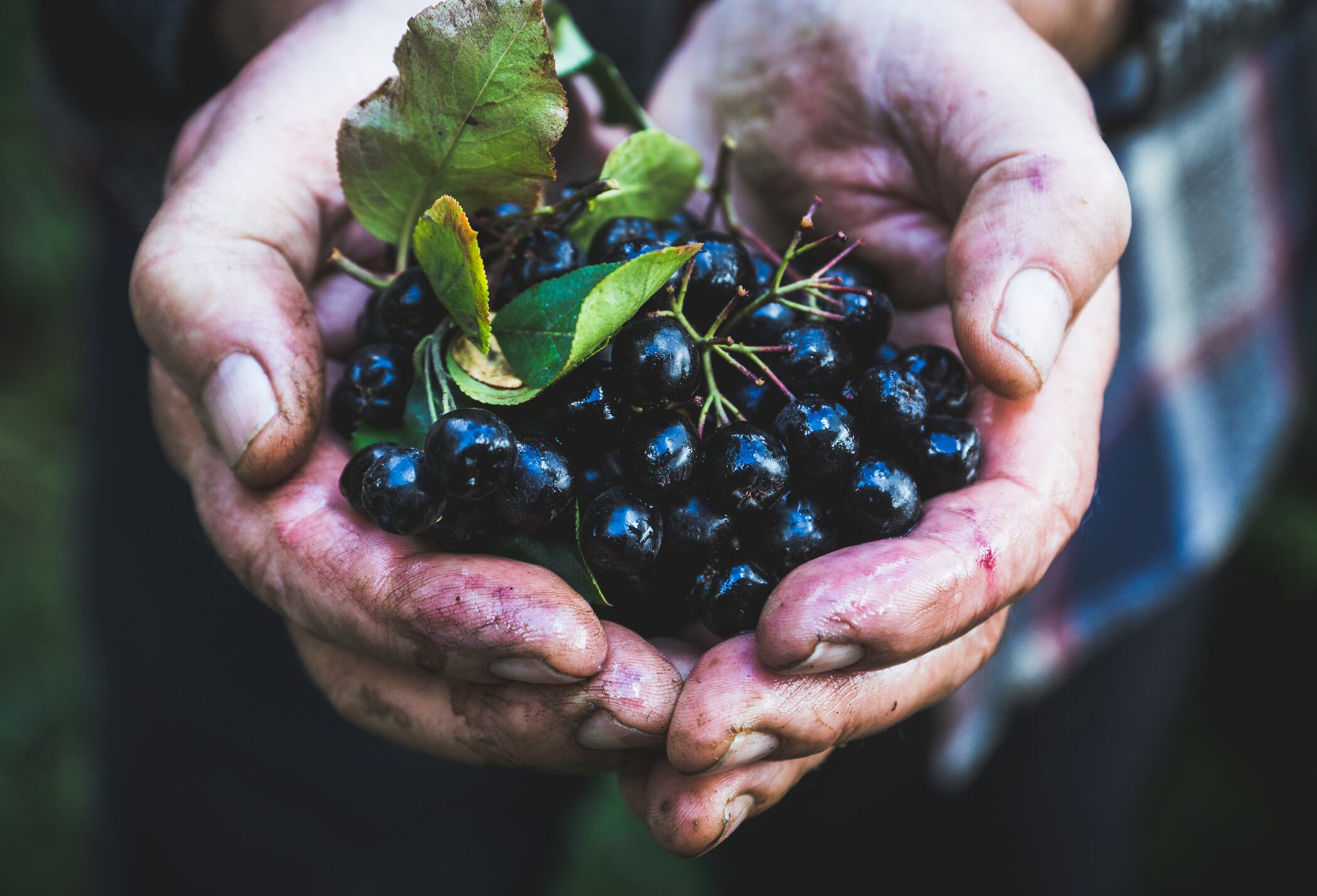 Tohi-Ventures-partners-with-Brightseed-for-AI-based-advances-for-Aronia.jpg