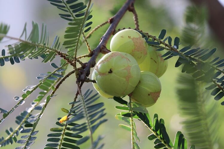 Indian gooseberry supplementation may improve coronary health
