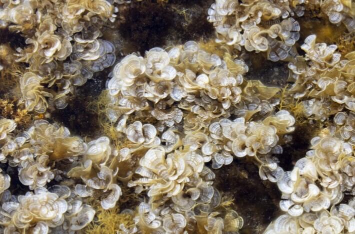 Friend of the Sea certifies sustainable seaweed producer
