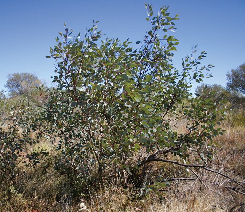 MYRT-Eucalyptus-pachyphylla-8.jpg