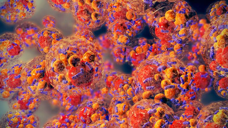 Synbiotics may help regulate lipid metabolism: Study