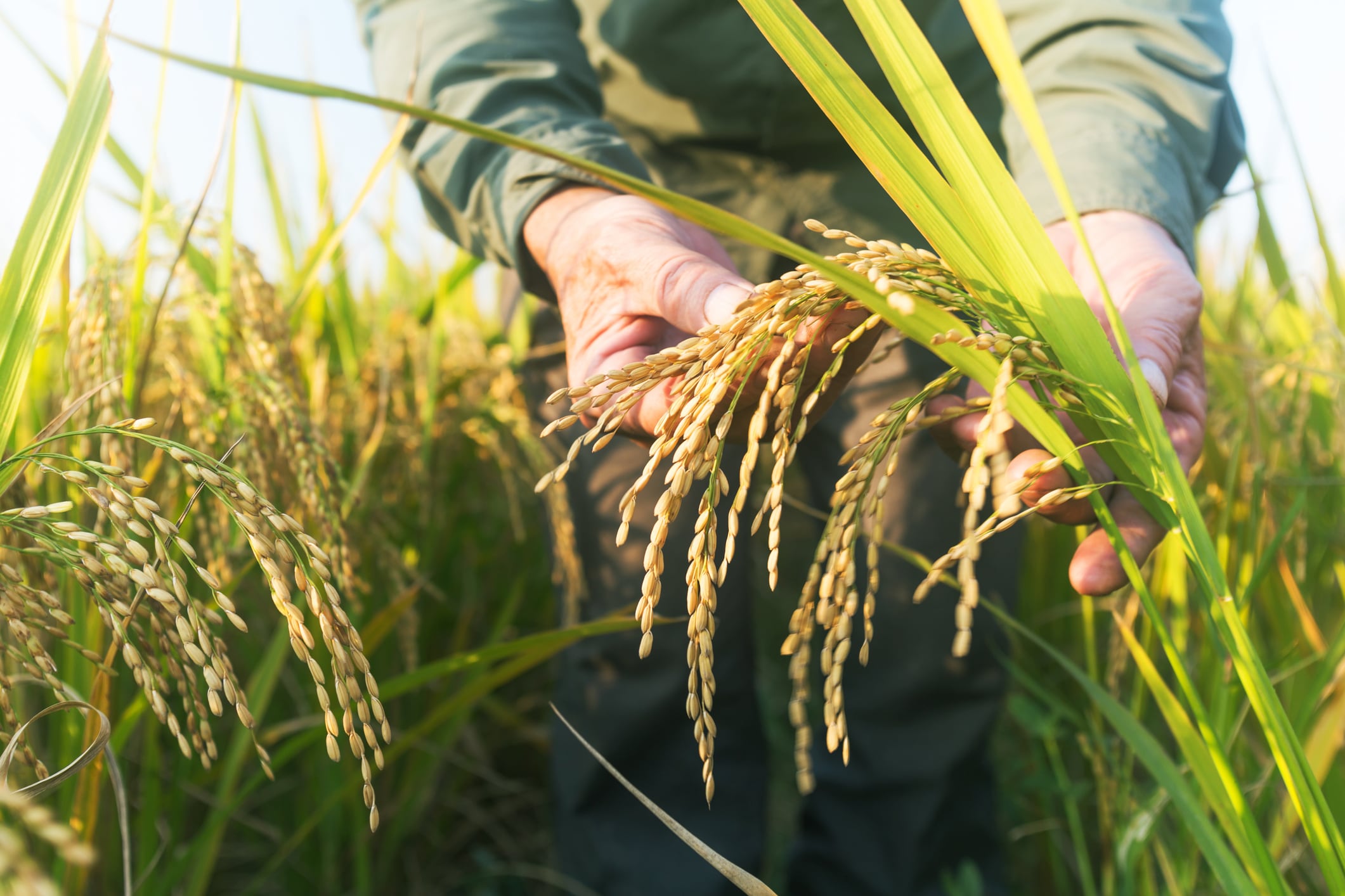 Novel rice-derived probiotic may offer cardiometabolic benefits