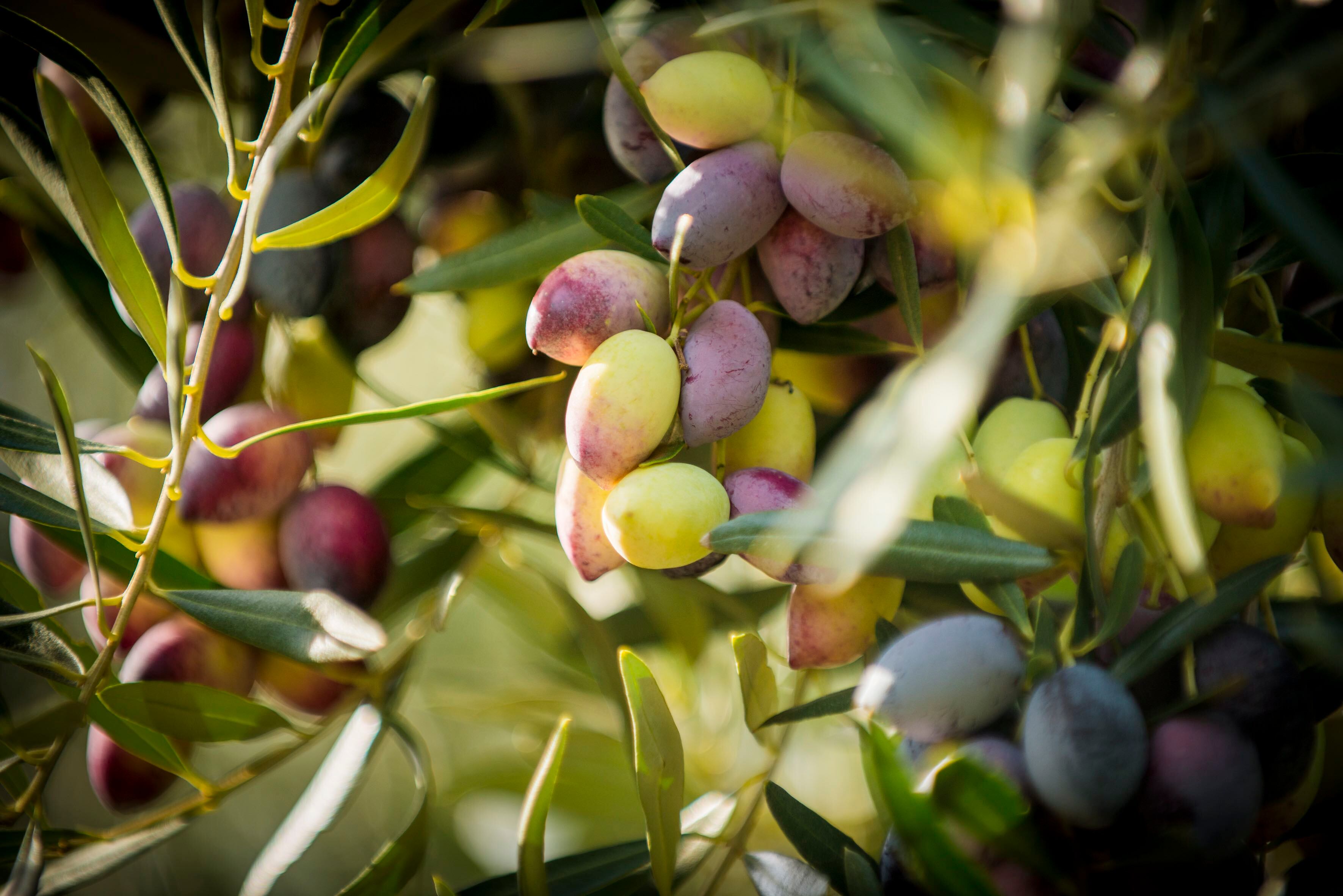 BoundaryBend-olives.jpg