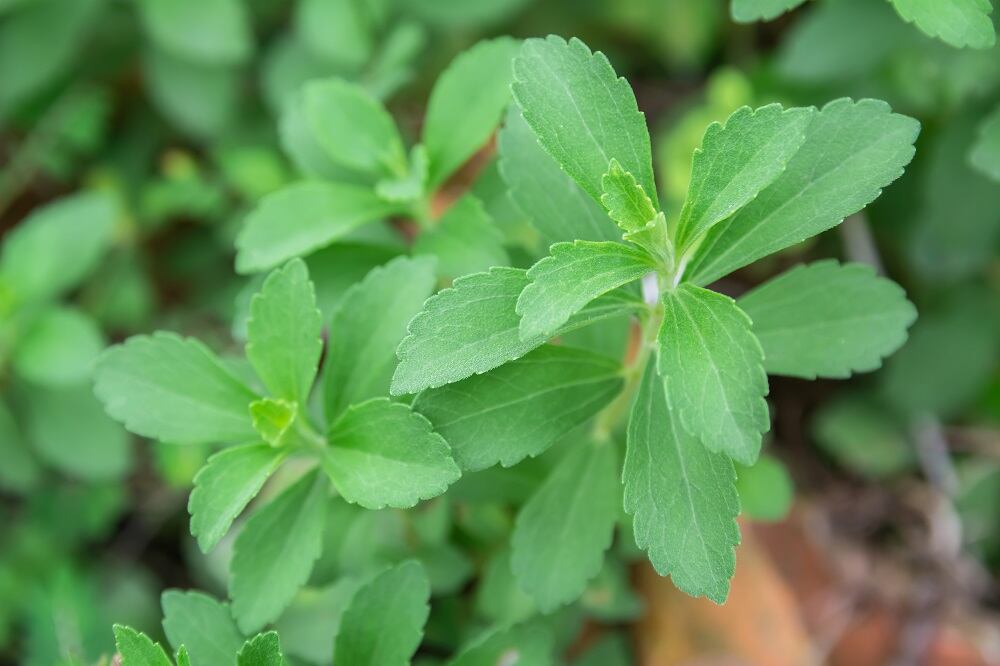 Stevia.jpg