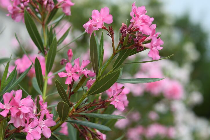 Supplement industry quick to warn consumers about Trump's enthusiasm for oleander as COVID-19 cure