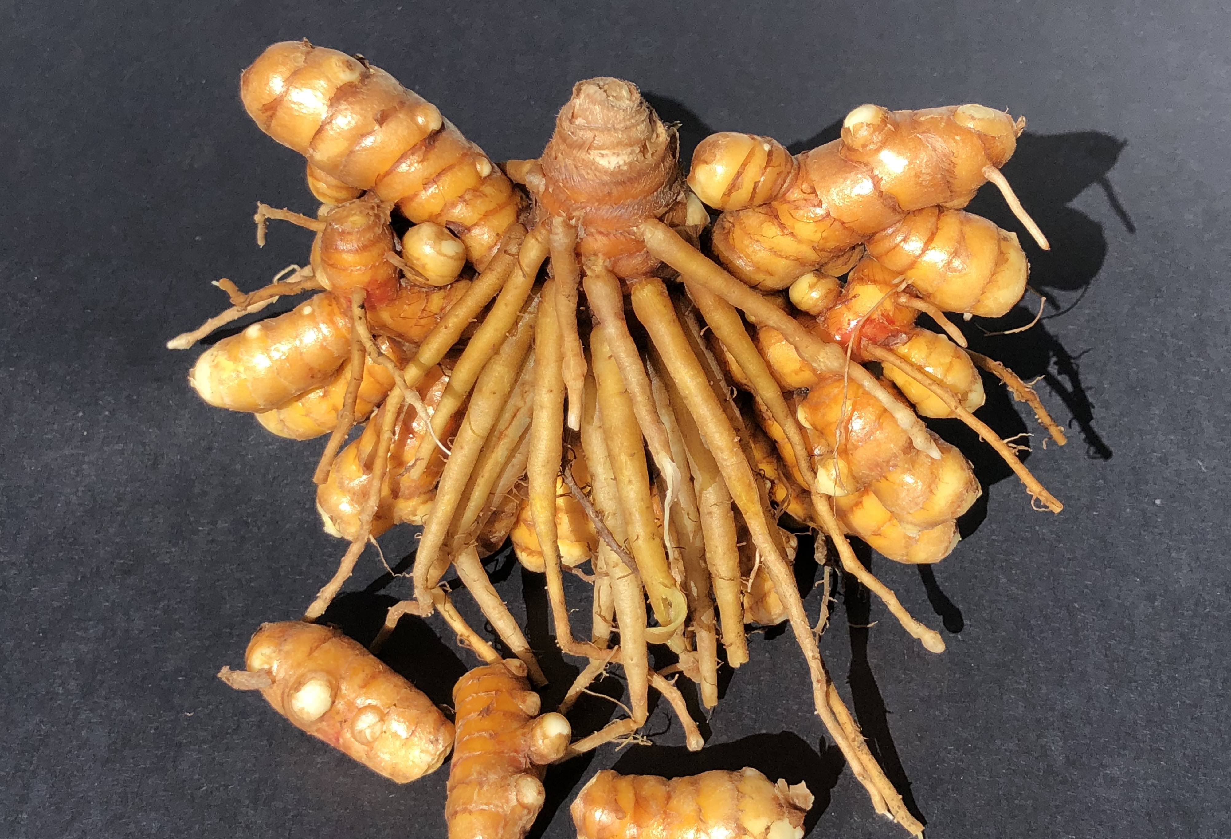 Study shows advantages of curcumin bioavailability enhancement, company says