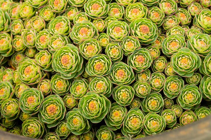 Rhodiola-there-to-support-consumers-upcoming-transitions.jpg