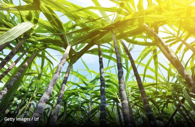 Prebiotics as a concept still not well understood by many consumers, experts say