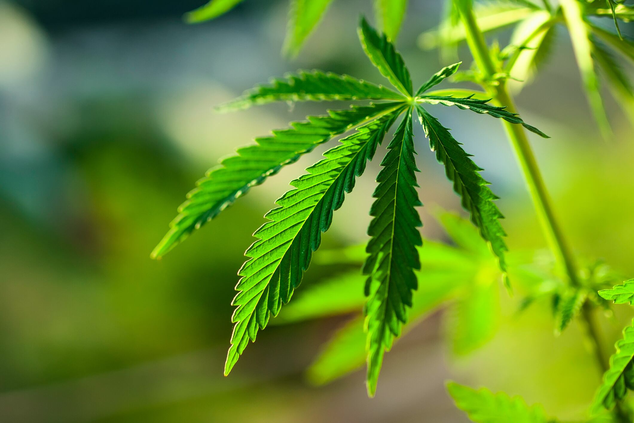 Cannabis-2-C-Getty-Images-Aleksandr_Kravtsov.jpg