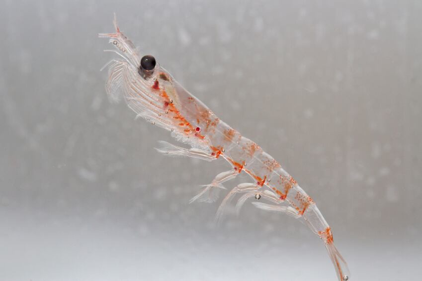krill-omega-3-fish-oil-marine.jpg