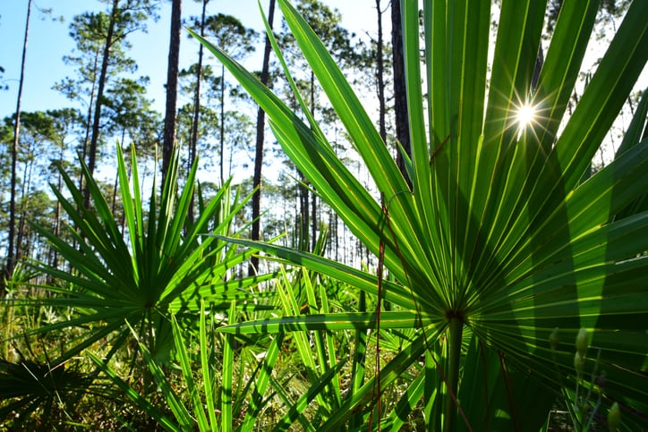 Habitat loss, climate change cloud saw palmetto’s future, ABC article warns