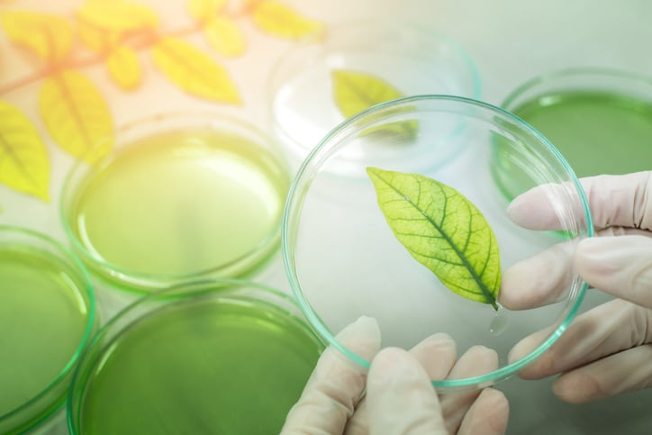 Euromed, Monteloeder and Pharmactive to showcase untapped botanical potential at Vitafoods 