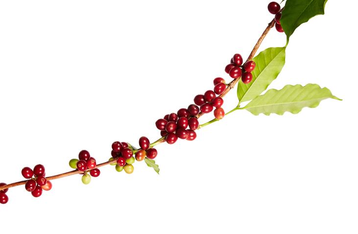 Ingredients by Nature boasts new benefits, upcycling efforts of CoffeeFruit Pure