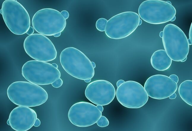 NextFerm-reports-progress-on-launch-of-yeast-derived-protein.jpg