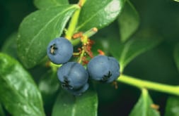 blueberries_ars_free.jpg