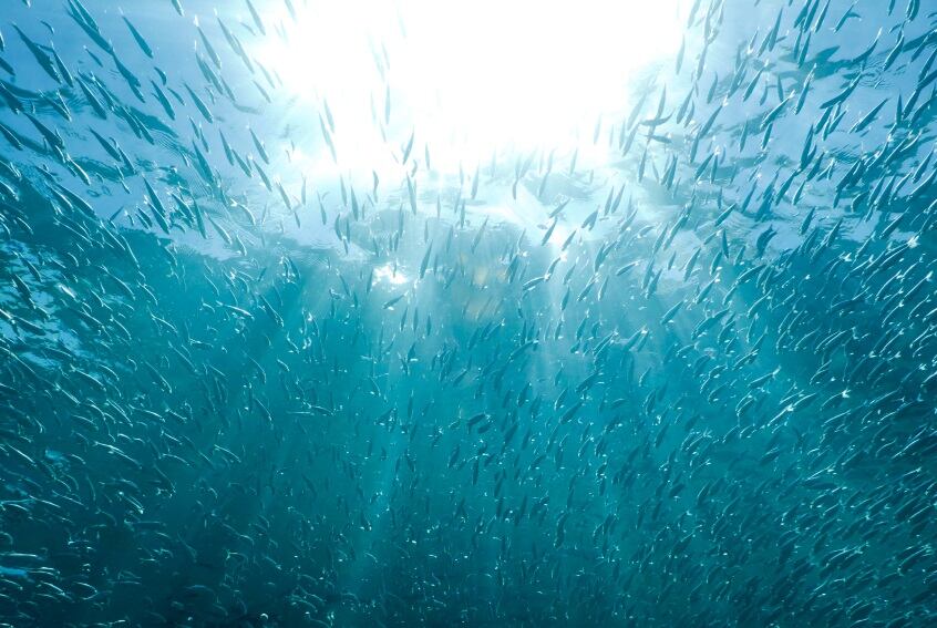 anchovy-C-iStockPhoto-Aneese.jpg