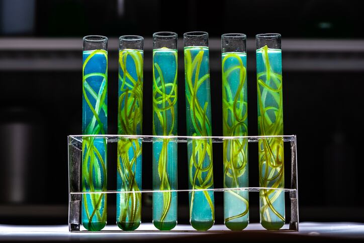 Spirulina in space: Researchers receive NASA research grant to study algae growing in space environments 