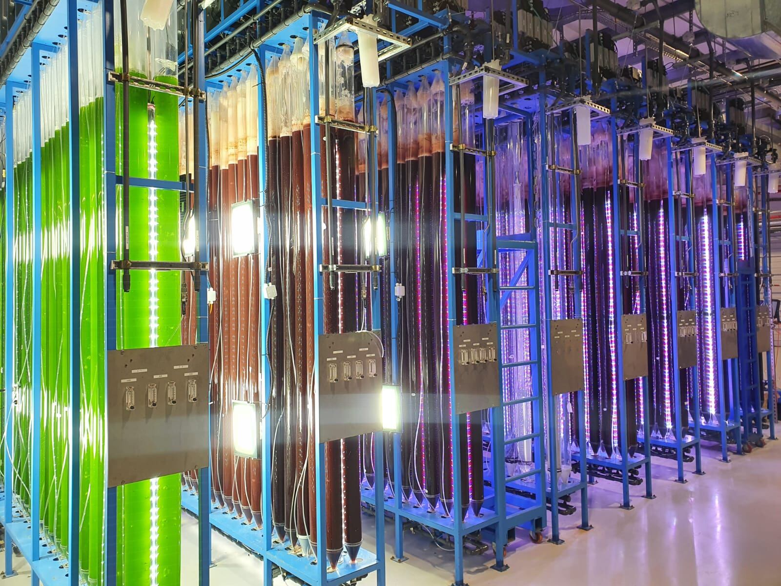 Microalgae startup joins research initiative to spearhead IBD innovation
