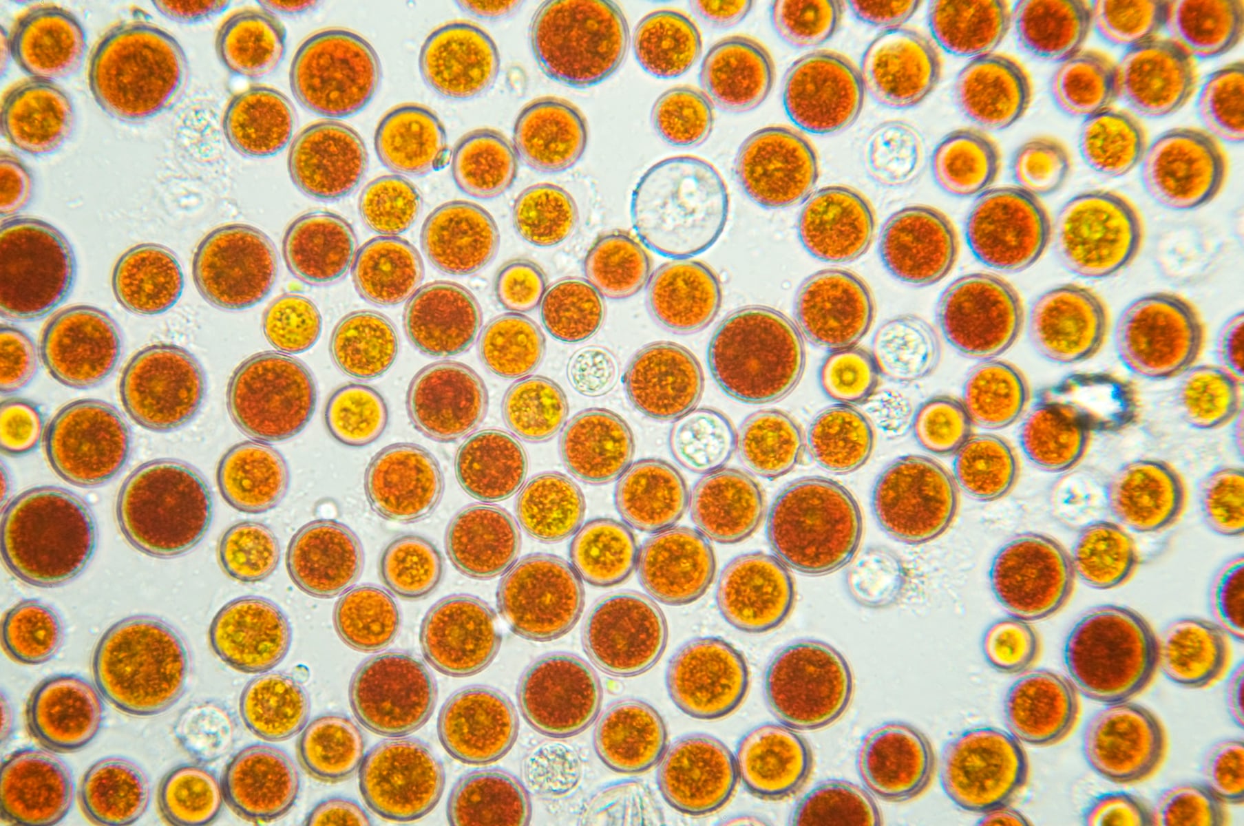 Akkermansia may boost astaxanthin delivery to the intestine: Study