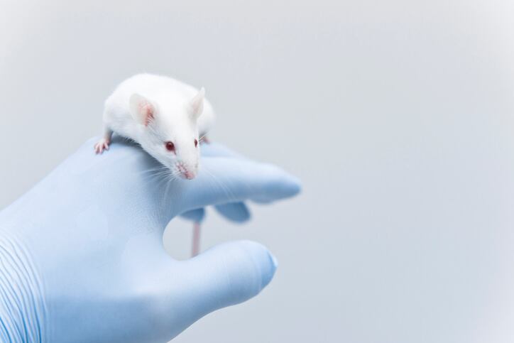 Rat study: Glutamine and alanine supplementation may reduce muscle damage parameters