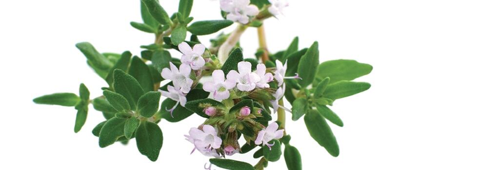 THYMOX-The-EPO-thyme-extract.jpg