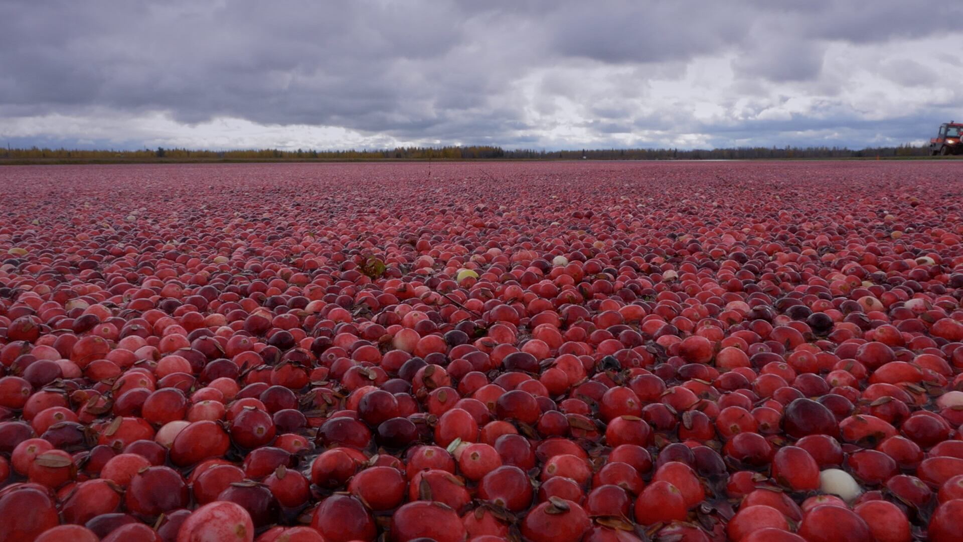 Crannberry-v10-fields-up-close-www.crannaturelle.ca.jpg