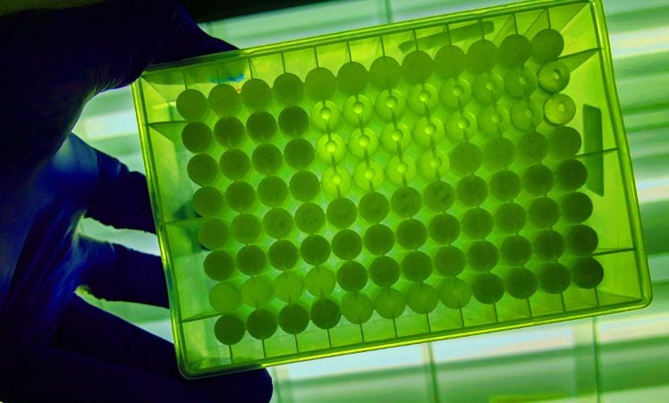 Demetrix-begins-demo-scale-production-of-rare-cannabinoid-CBG.jpg