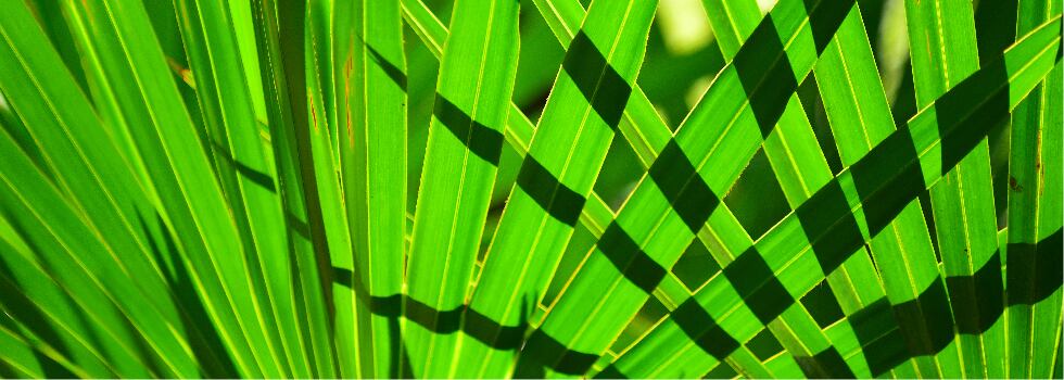 Advancements-in-Saw-Palmetto-from-Vidya-Herbs.jpg