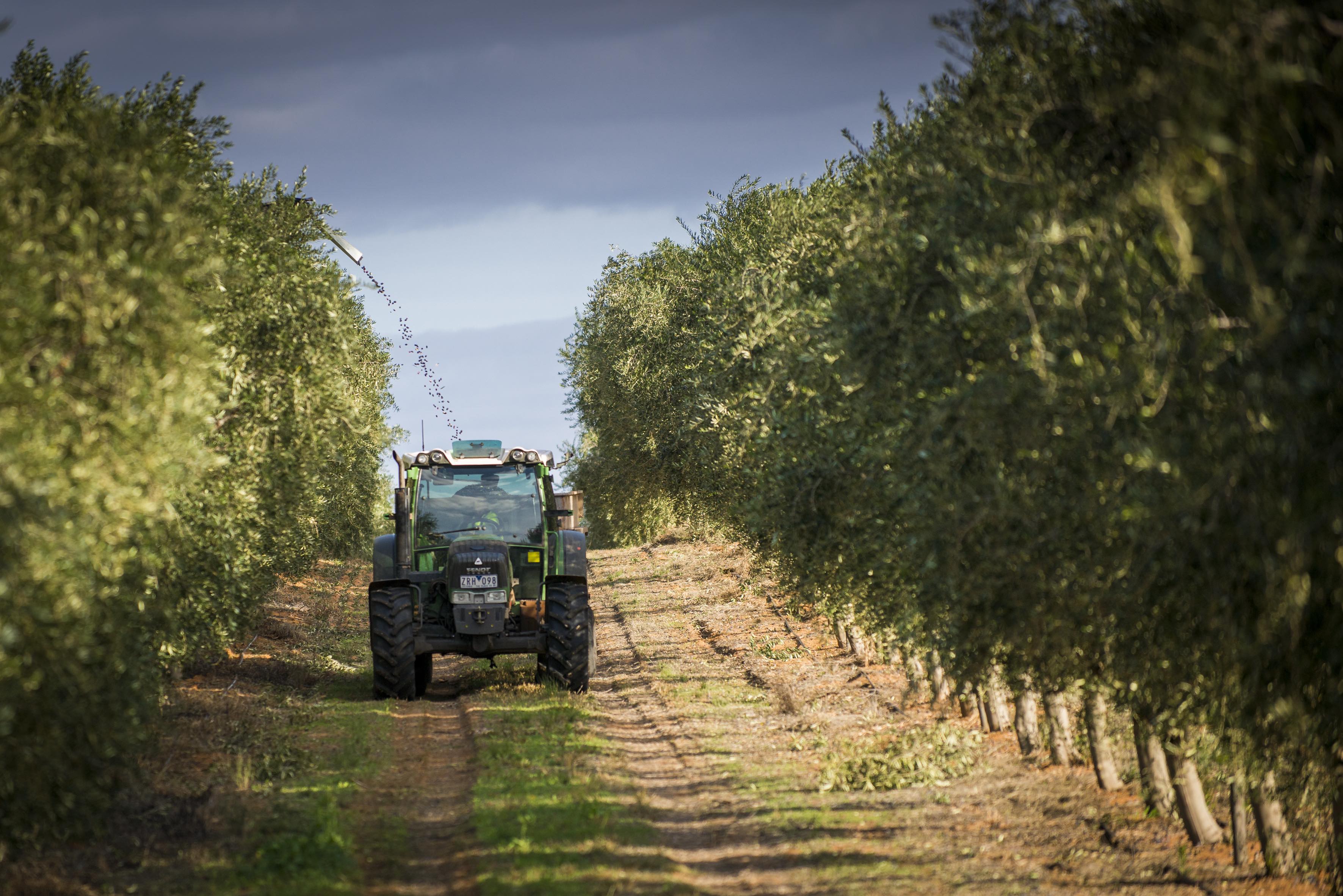 Vertical integration boosts traceability, quality of olive leaf extract, supplier maintains
