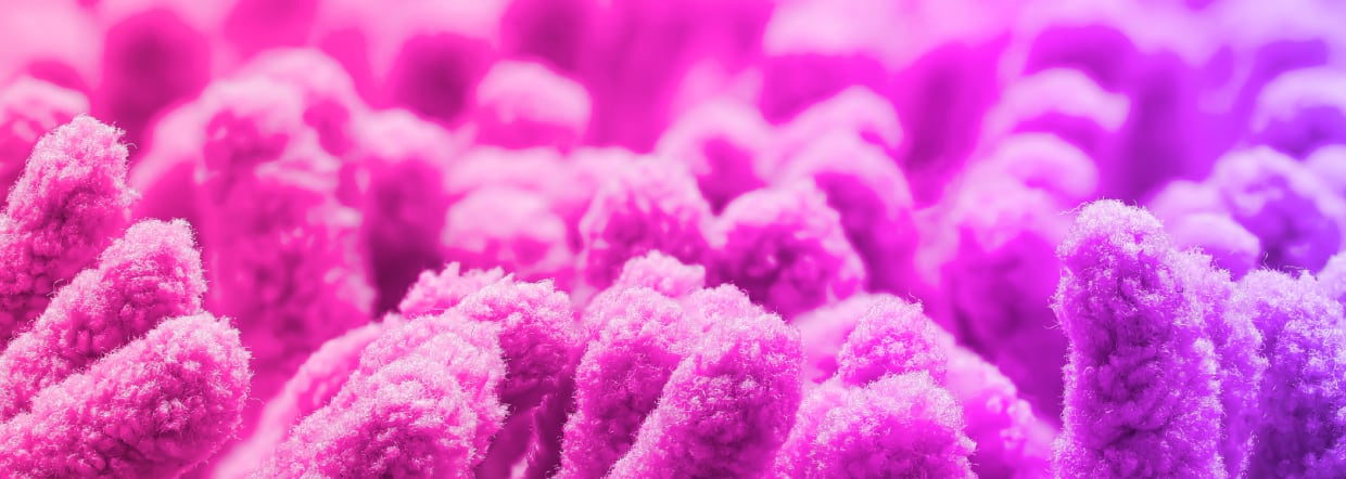 New gut-hair axis clinical study supports probiotic supplementation for hair loss