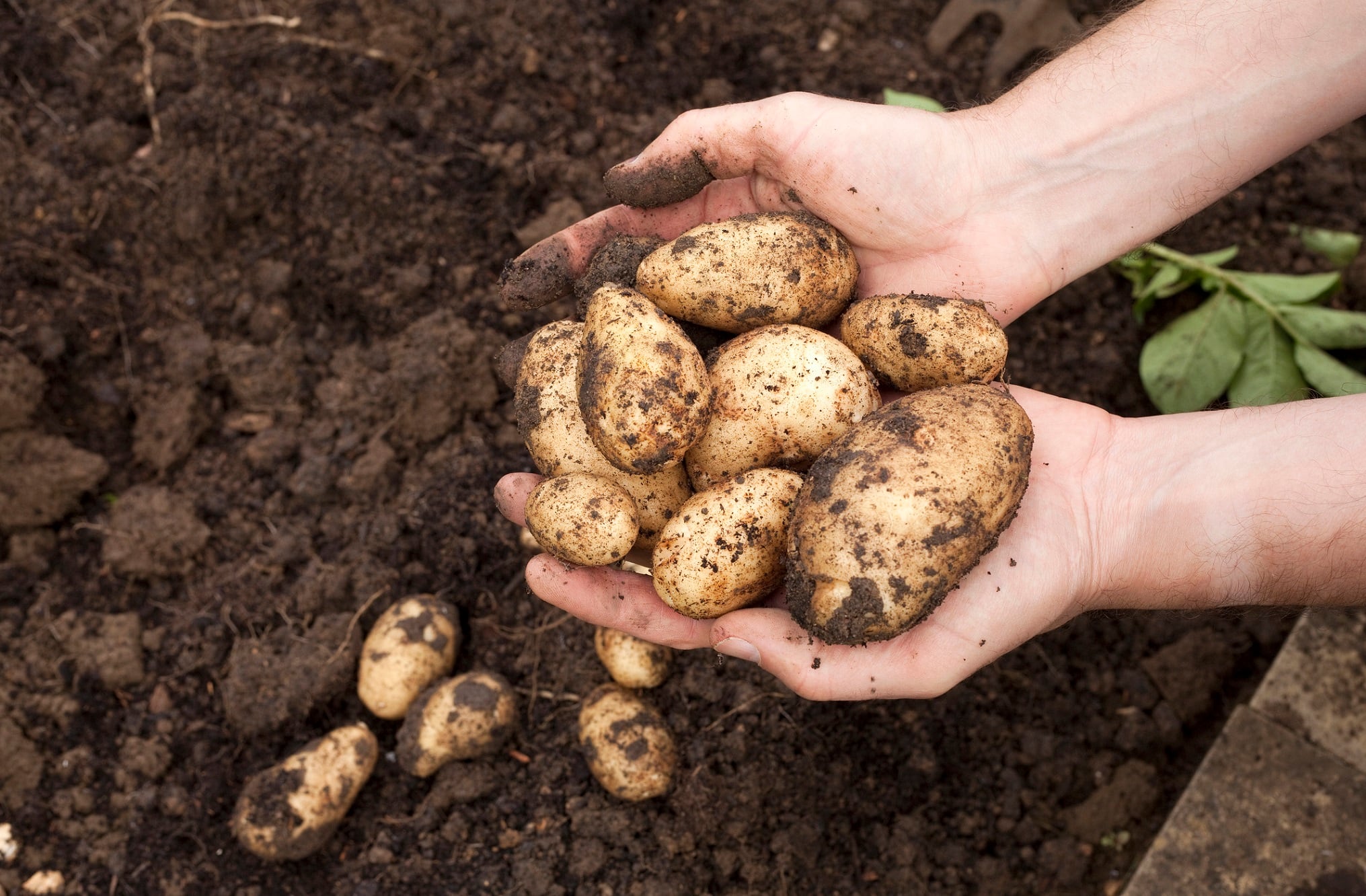 MSP Starch Products launches prebiotic Solnul resistant starch 